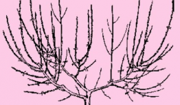 桃树夏季修剪技术视频,视频教程精华概述