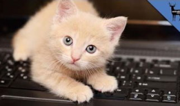 猫咪视频,猫咪视频背后的趣味故事